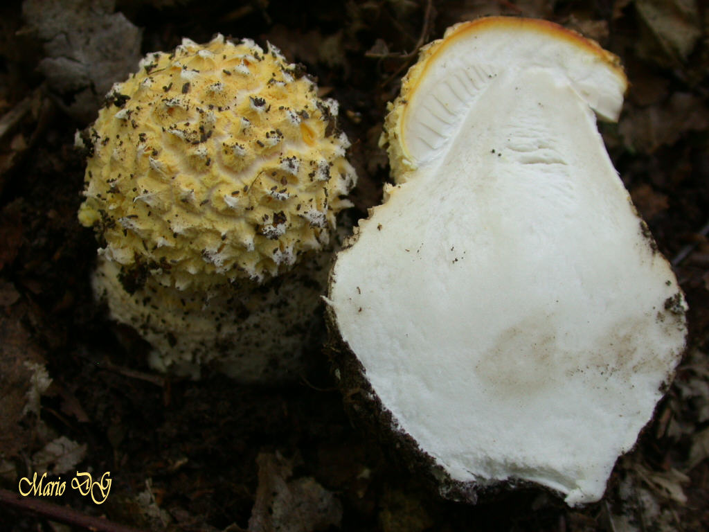Amanita ...